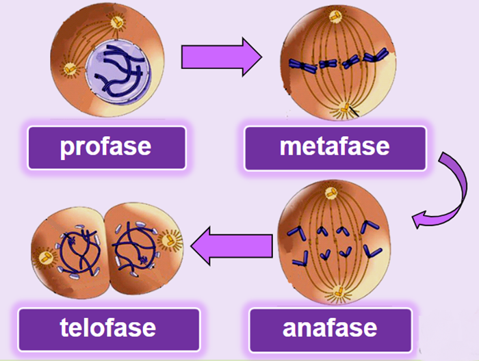 Perbedaan Mitosis Dan Meiosis Dimas Mukhlas 1806