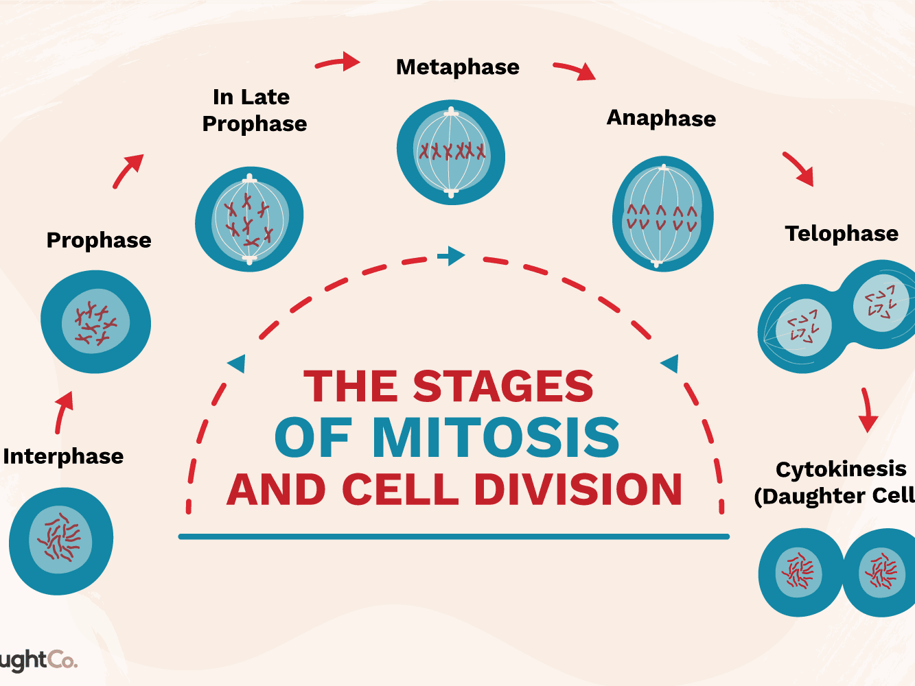 tahapan-mitosis